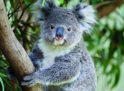 Stats Of The Environment Report Highlights Need For Action