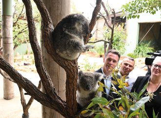 Delegate Warns Over Koala Park