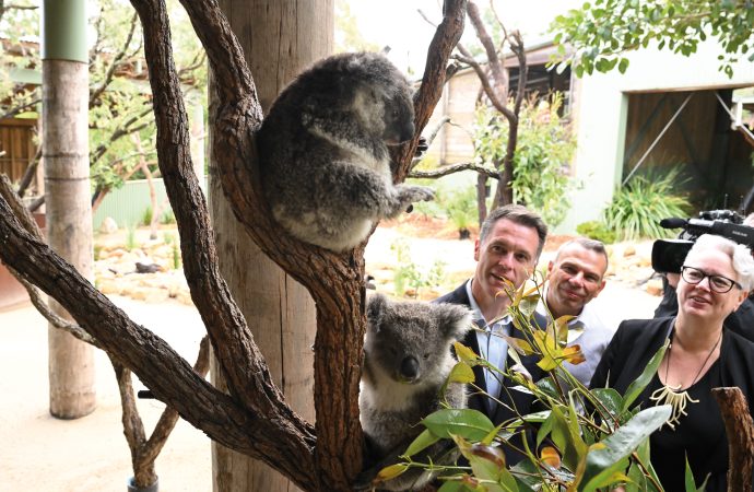 Delegate Warns Over Koala Park