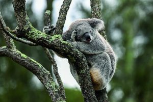National Park Expansion A Sign Of A Greener Future For NSW