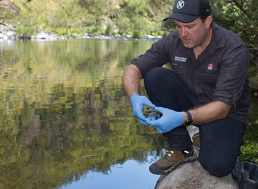 Savings Species All In A Day’s Work