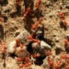 PSA backs calls for money to fight fire ants