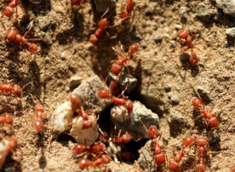 PSA backs calls for money to fight fire ants