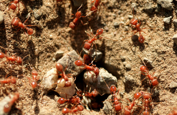 PSA backs calls for money to fight fire ants