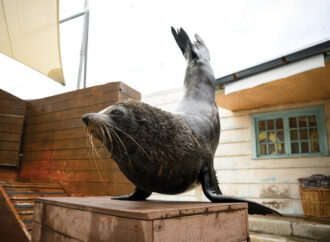 Seal Be Right: Institutions Too Keen On Unpaid Labour