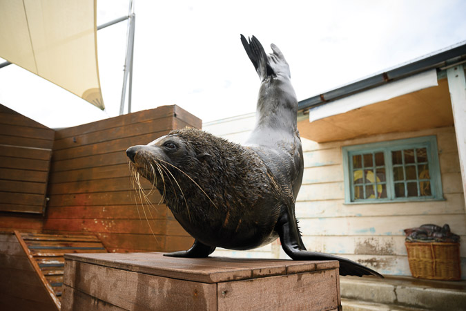Seal Be Right: Institutions Too Keen On Unpaid Labour